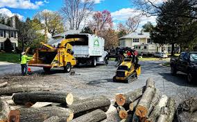 Trusted Talty, TX Tree Removal and Landscaping Services Experts